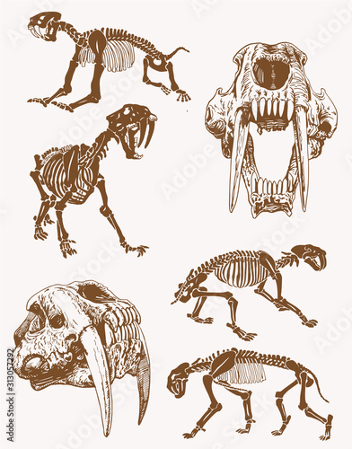 Graphical vintage skeletons of saber tooth tiger, sepia vector illustration