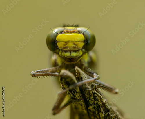 front detail portrait of dragonfly