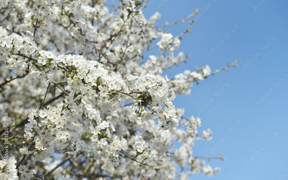 white flowers blooming on the branches of a tree in springtime on blue sky white flowers blooming on the branches of a tree in springtime on blue sky