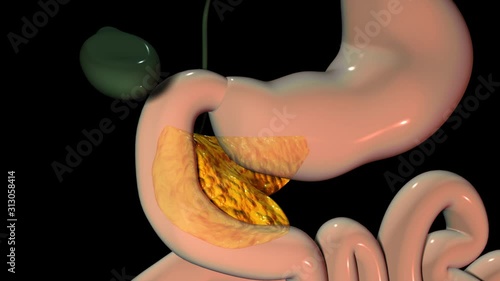 Pancreas