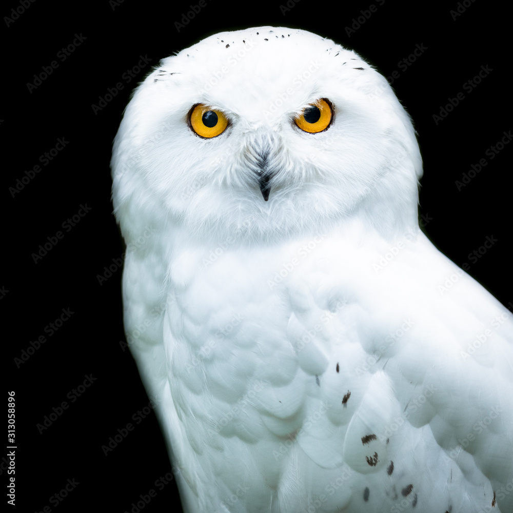 Snowy owl with a black background