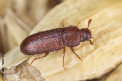 The red flour beetle Tribolium castaneum on the barley grain. It is a worldwide pest of stored products, particularly food grains. 