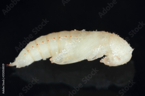 The pupa of red flour beetle Tribolium castaneum on black background. It is a worldwide pest of stored products, particularly food grains. photo