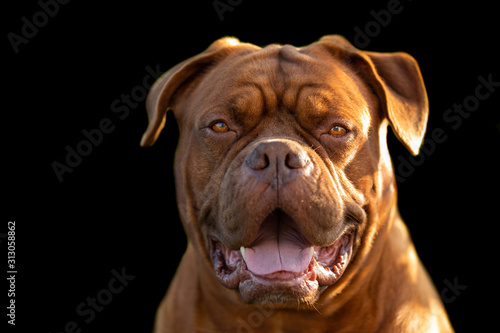 French mastiff with a black background