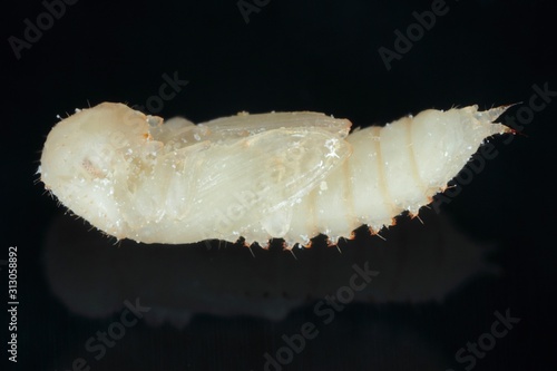 The pupa of red flour beetle Tribolium castaneum on black background. It is a worldwide pest of stored products, particularly food grains. photo