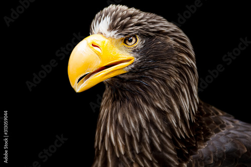 Sea Eagle Steller s with a black background