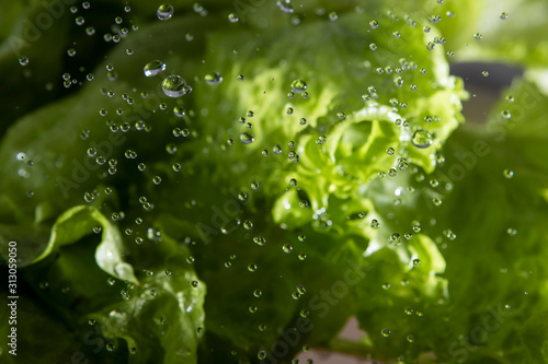 Washing of lettuce salad under flowing water.