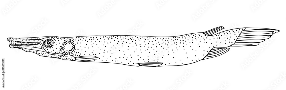 Fototapeta premium Cuban gar. Black hand drawn realistic outline vector image.