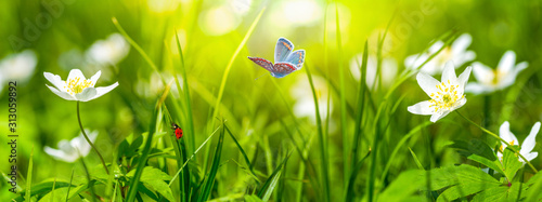 Dreamy white spring anemone flower bloom, grass, ladybug, butterfly close-up ...