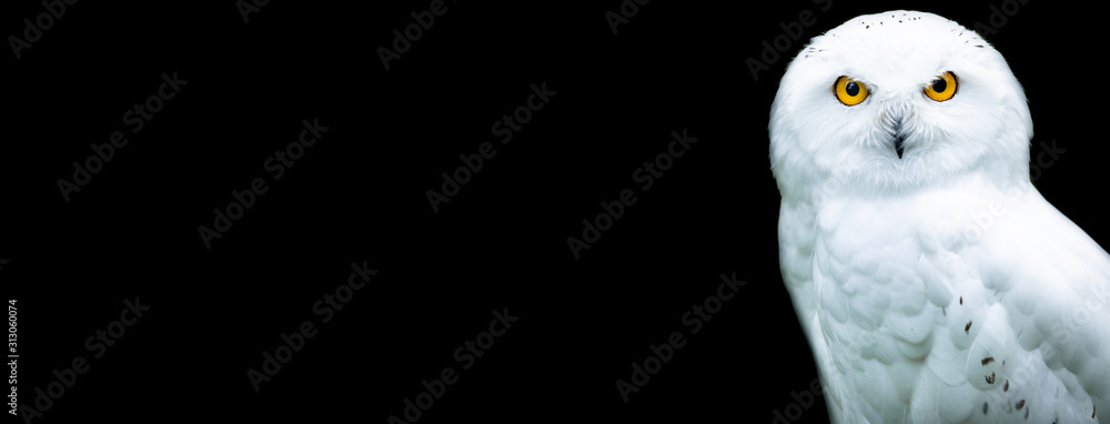 Snowy owl with a black background