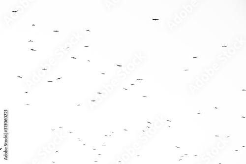 Real photo of flying crows on the white sky hi-res texture for designers © Taranukhin Alex