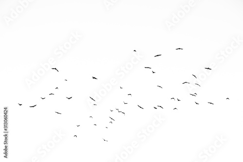 Real photo of flying crows on the white sky hi-res texture for designers photo