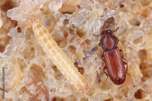 Larva and beetle of confused flour beetle Tribolium confusum known as a flour beetle. It is a common pest of stored flour and grain photo