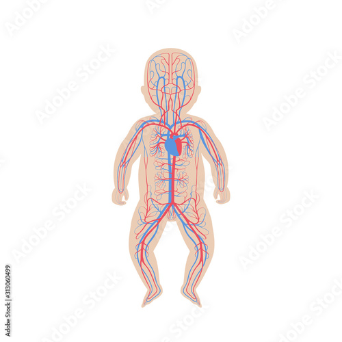 circulatory system anatomy