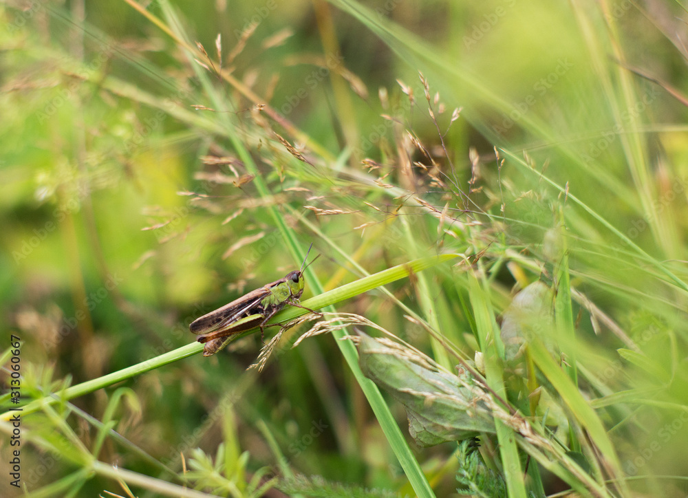 Grasshopper on a blade of grass. Grasshopper on a blade of grass.