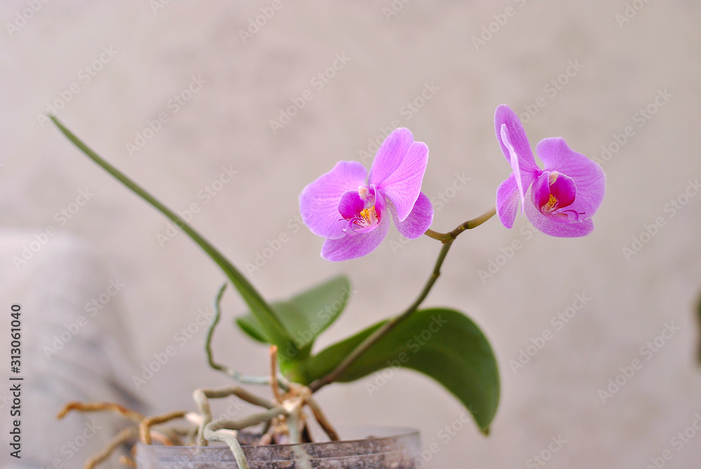 Obraz premium Purple beautiful blooming orchid branch closeup picture. Flower macro photo. Nature beauty concept or holiday gift card.