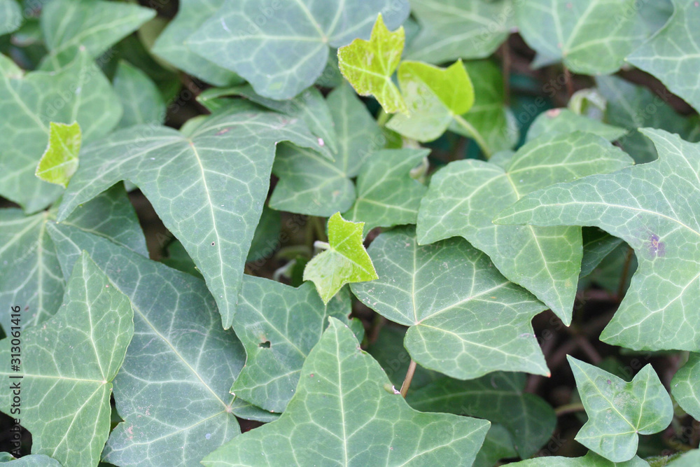 Green fresh Common Ivy leaves on plant .Hedera helix Green fresh Common Ivy leaves on plant .Hedera helix