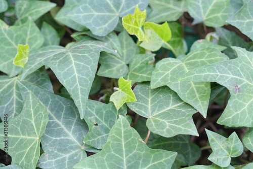 Green fresh Common Ivy leaves on plant .Hedera helix