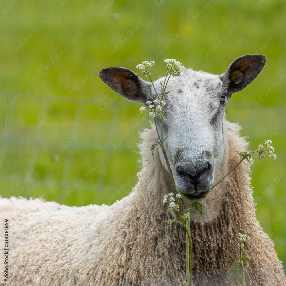 Naklejka premium Ecosse