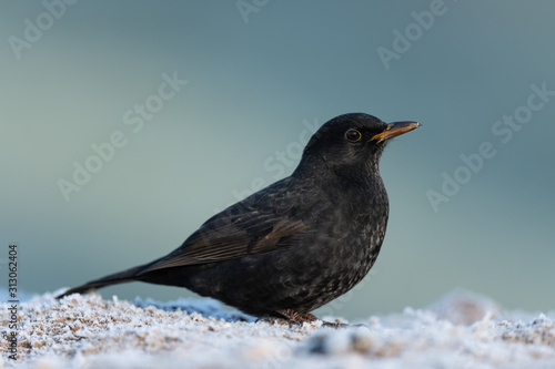 Common blackbird in winter, sitting on the ground