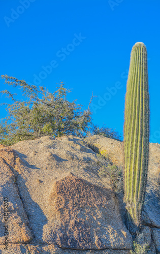 Saguaro Cactus (Carnegiea Gigantea) at the Tonto National Forest in the Sonoran Desert. Maricopa County, Arizona USA