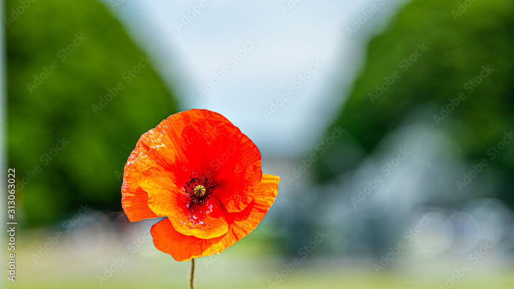 Fototapeta premium Tervuren