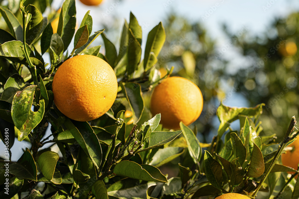 Orange fruit in the tree Orange fruit in the tree