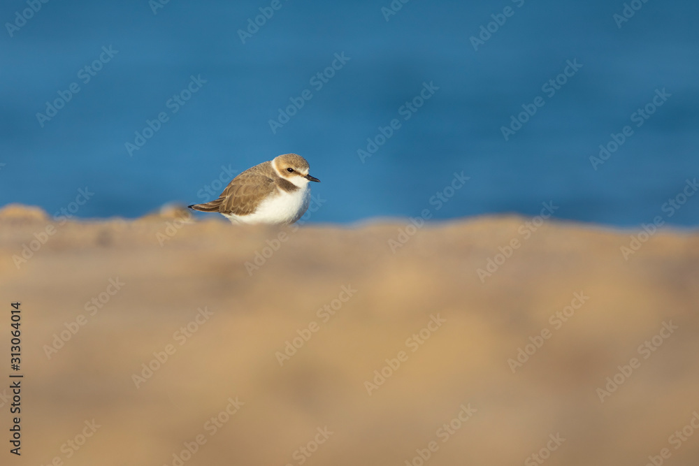 Chorlitejo patinegro (Charadrius alexandrinus) en una playa del Mediterráneo Chorlitejo patinegro (Charadrius alexandrinus) en una playa del Mediterráneo