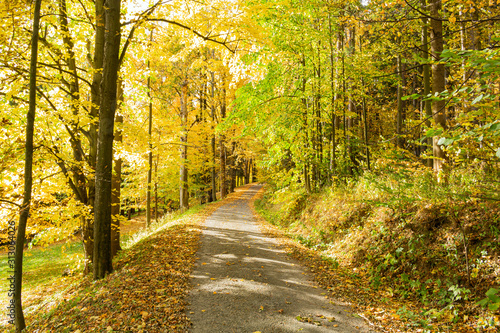 Open Road through Redwood Trees Straight and Empty in Summertime