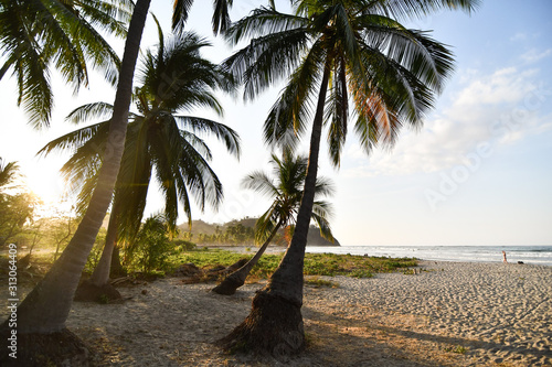Fotografie palm tree on the beach in samara nicoya costa rica central america