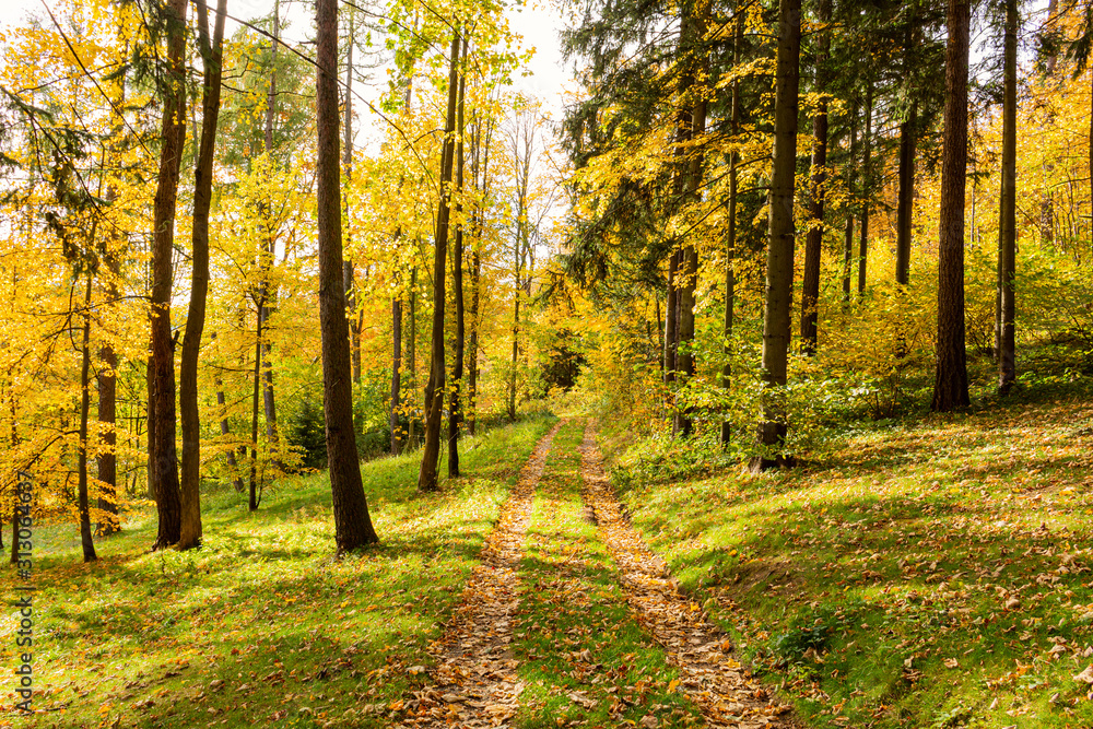 Obraz premium Autumn forest trees. nature green wood sunlight backgrounds.