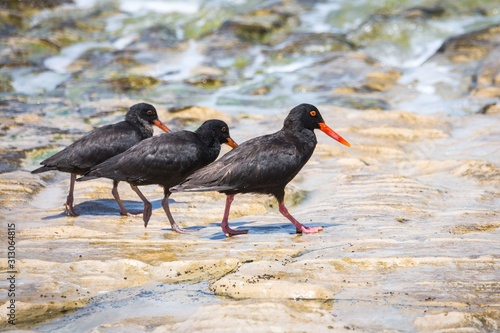 Three African oystercatcher (Haematopus moquini) walking at the coast, De Hoop Nature Reserve, South Africa © Nadine