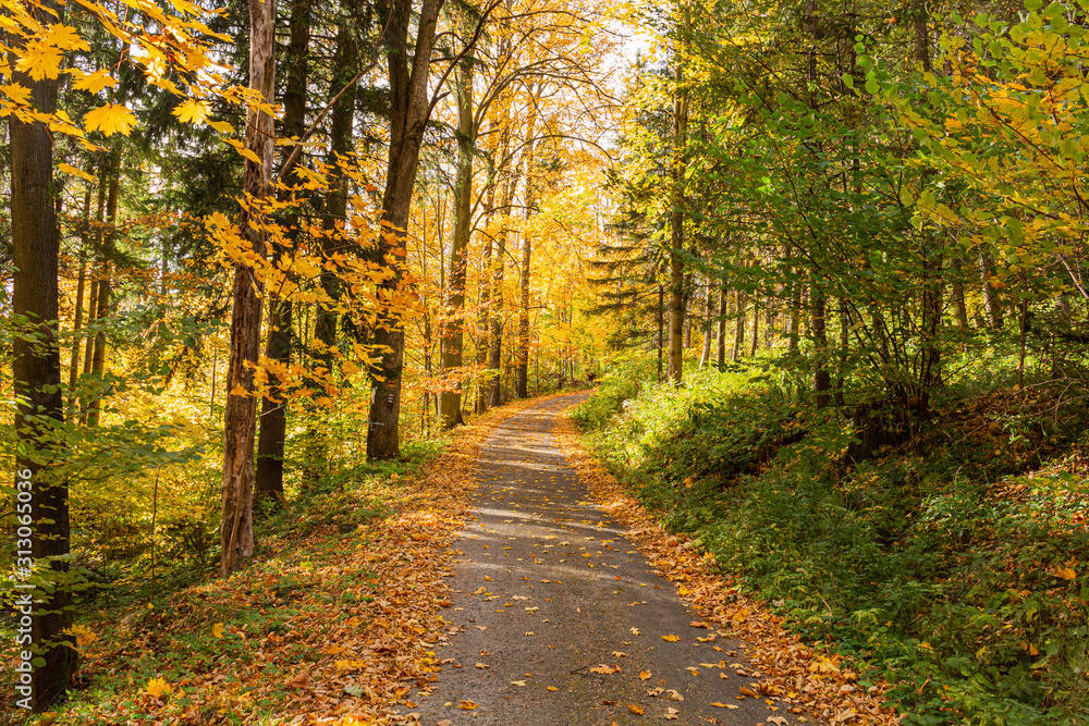 Fototapeta premium Yellow leaves on the alley in autumn forest