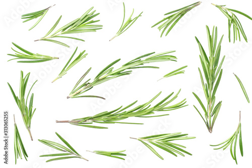 rosemary leaves isolated on white background. top view