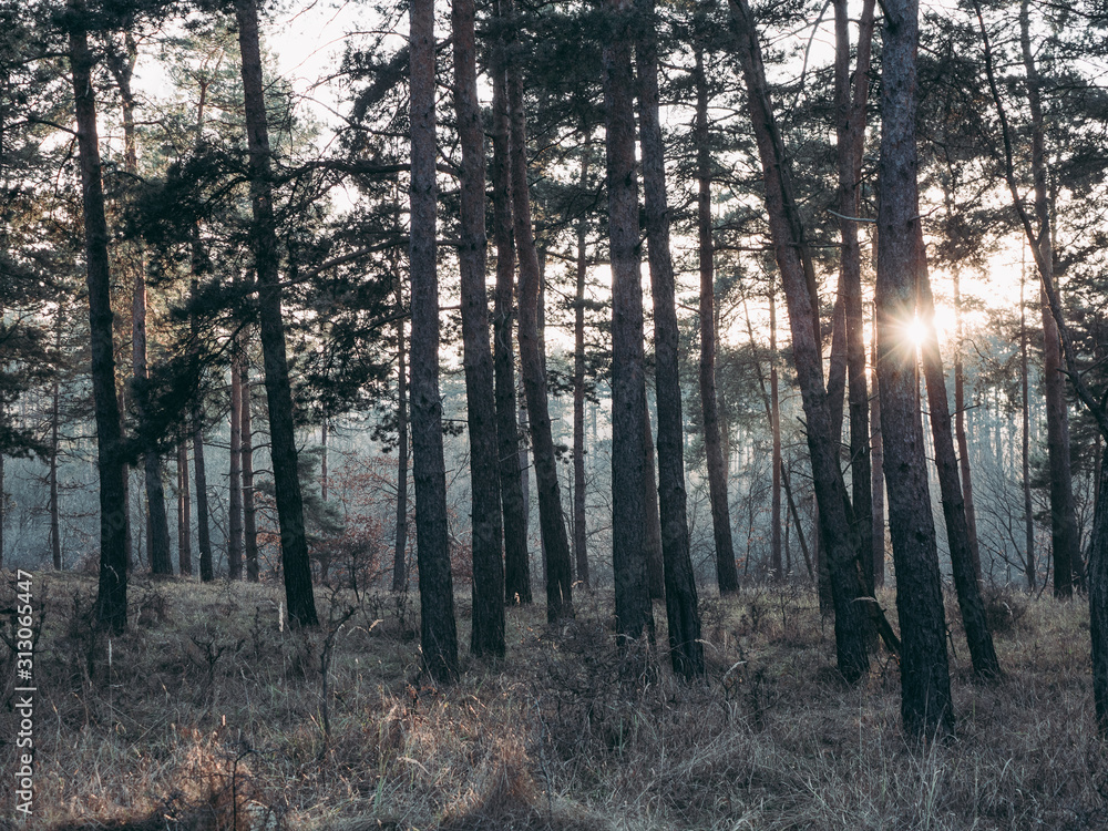 Obraz premium Sunset at forest