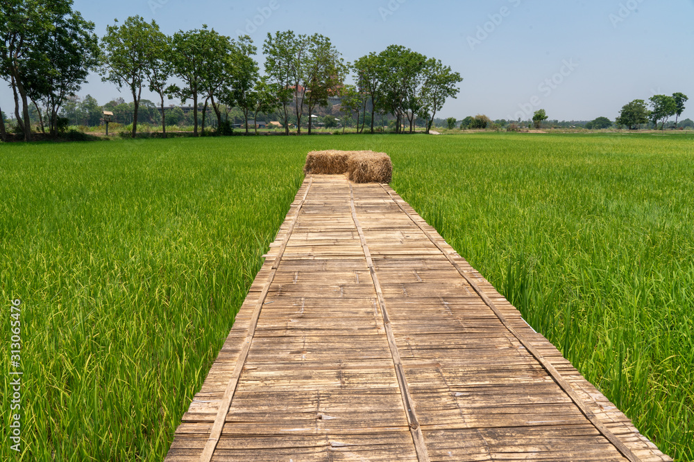 Rice Field with Bamboo Walkway - Karnjanaburi Thailand Rice Field with Bamboo Walkway - Karnjanaburi Thailand