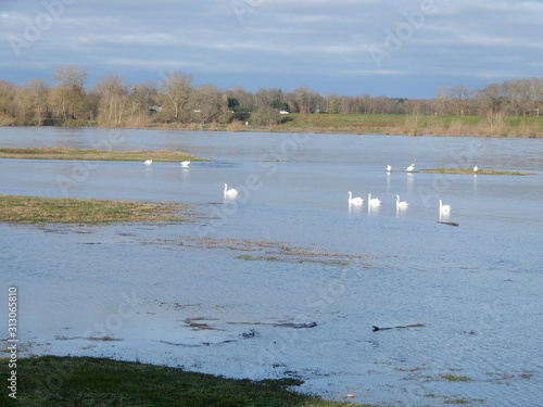 Cygnes sur la Loire en hiver, Chaumont sur Loire, Loir et Cher, Val de Loire, France photo