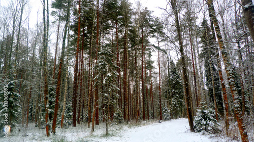 forest in winter