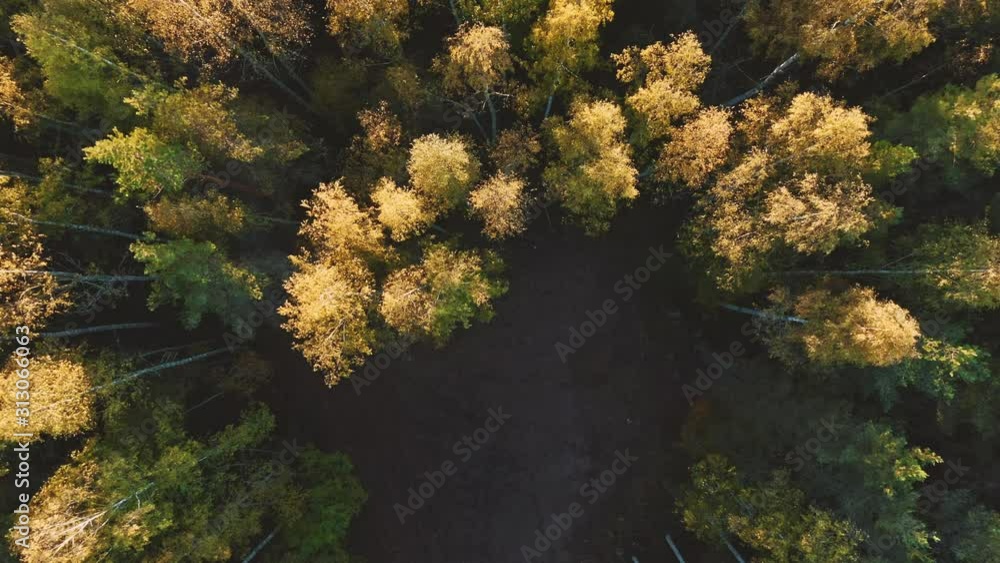 Autumn forest trees top down landscape Travel scenic aerial view scandinavian nature woods wilderness Autumn forest trees top down landscape Travel scenic aerial view scandinavian nature woods wilderness