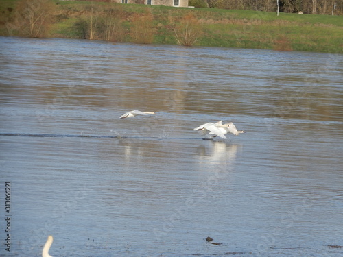 Cygnes sur la Loire en hiver  Chaumont sur Loire  Loir et Cher  Val de Loire  France