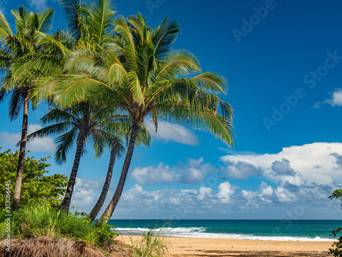 Hawaii Palms photo