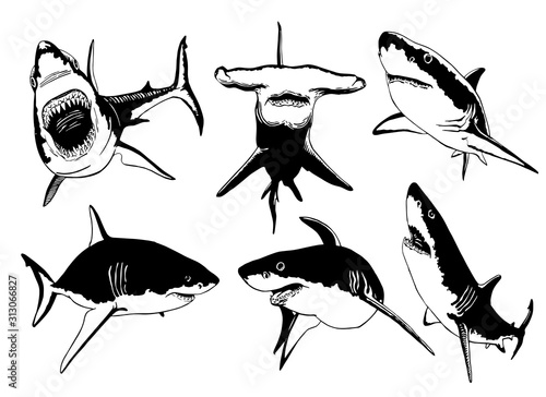 Graphical set of sharks isolated on white background,vector illustration