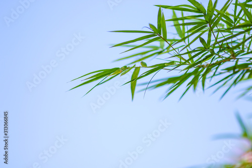 Green natural bamboo leaf background with blue sky