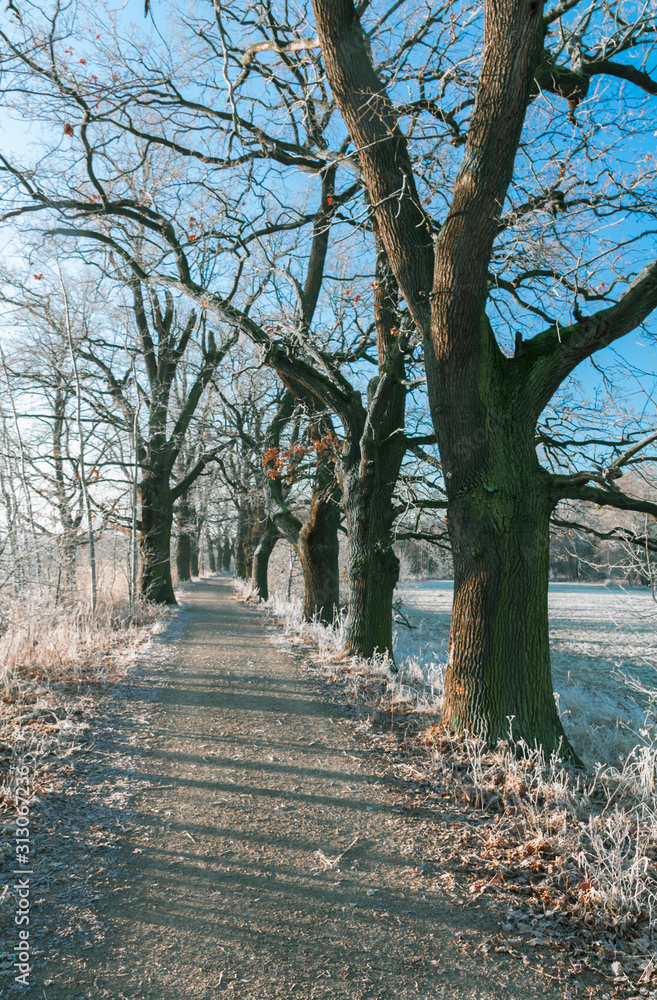 Obraz premium Morning frozen path and meadow with trees. Winter landscape, Czech republic