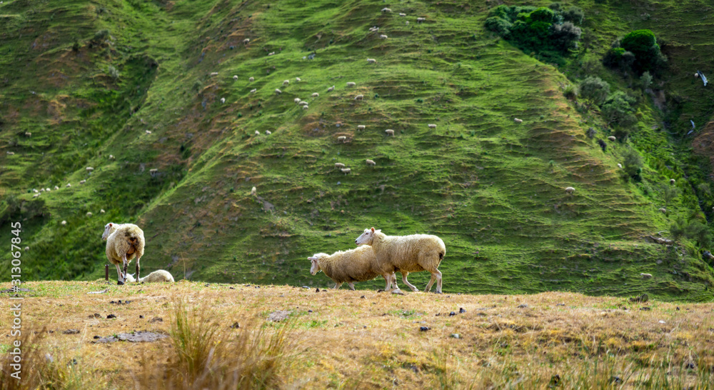 Fototapeta premium sheep in the mountains