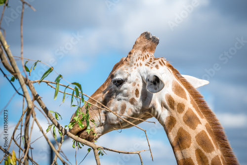 Canvas Print portrait of a giraffe