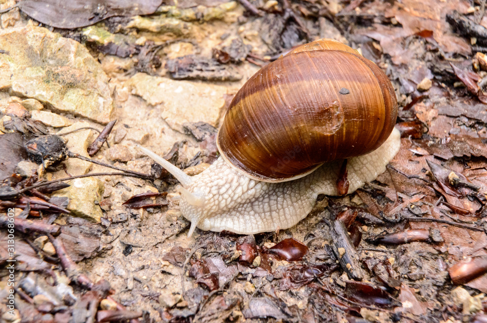 vineyard snail apple snail Burgundy snail edible snail Roman snail Helix pomatia vineyard snail apple snail Burgundy snail edible snail Roman snail Helix pomatia