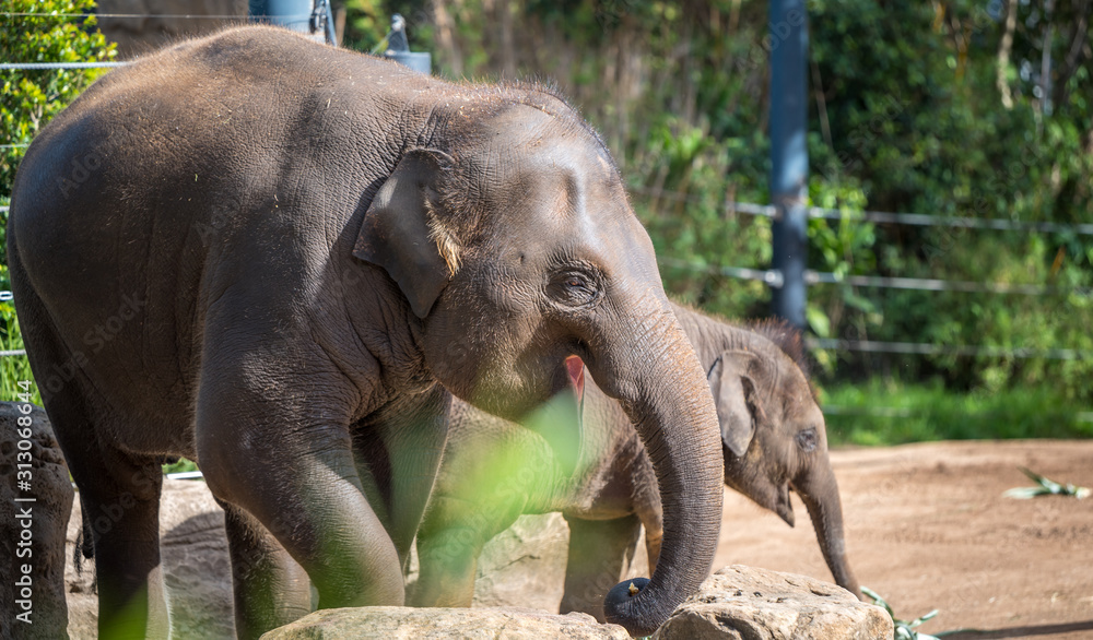 Naklejka premium elephant in zoo