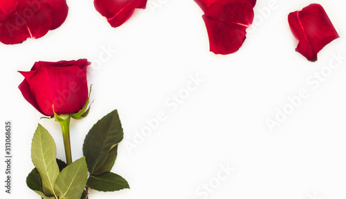 Red rose and red petals lie on a white background. Valentine s Day background  Birthday  Wedding. Banner. Holiday and gift concept. Copy space