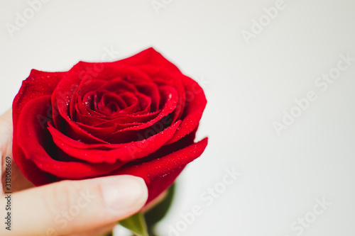 Close up red rose with dew drops on the petals in a white hand. Valentine s Day background  Birthday  Wedding. Holiday and gift concept. Copy space